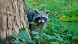 Ein Waschbär, der hinter einem Baum hervorguckt.