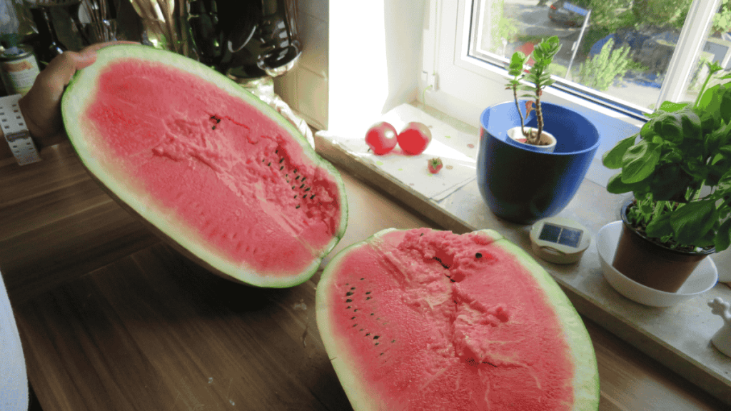 Wassermelone reif, Melonen in Hälften geschnitten