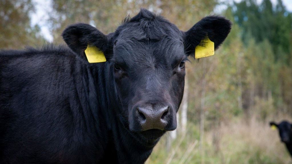 Nahaufnahme einer schwarzen Kuh
