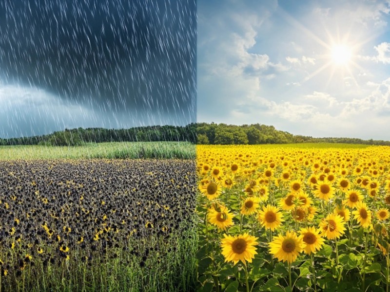 Ein geteiltes Bild, auf dem links Regenwetter und rechts Sonnenschein zu sehen ist.