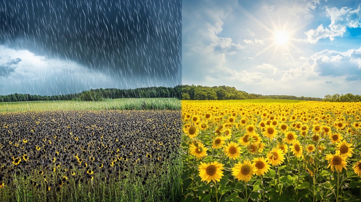 Ein geteiltes Bild, auf dem links Regenwetter und rechts Sonnenschein zu sehen ist.