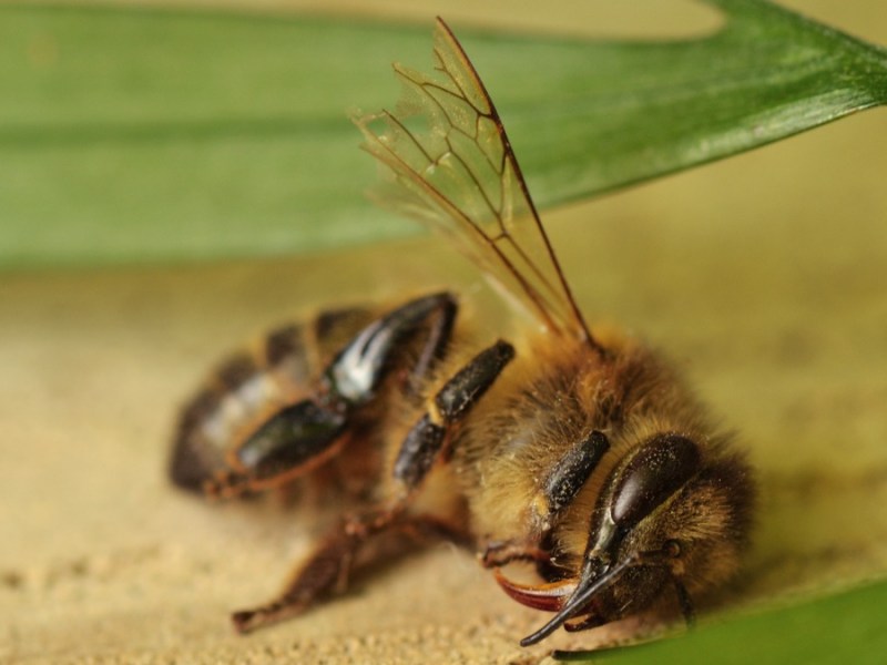 Bienen: Diese 4 Feinde setzen den Bienen mehr zu, als du denkst!