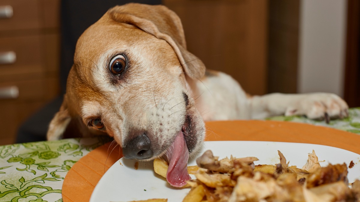 Hund klaut Essen vom Teller