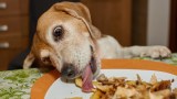 Hund klaut Essen vom Teller