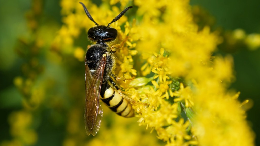Eine Bienenwolfwespe, die auf einer Blüte auf Beute wartet.