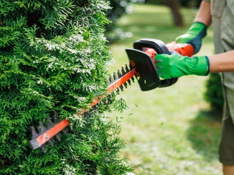 Ein Mann schneidet eine Hecke mit einer Akku-Heckenschere.