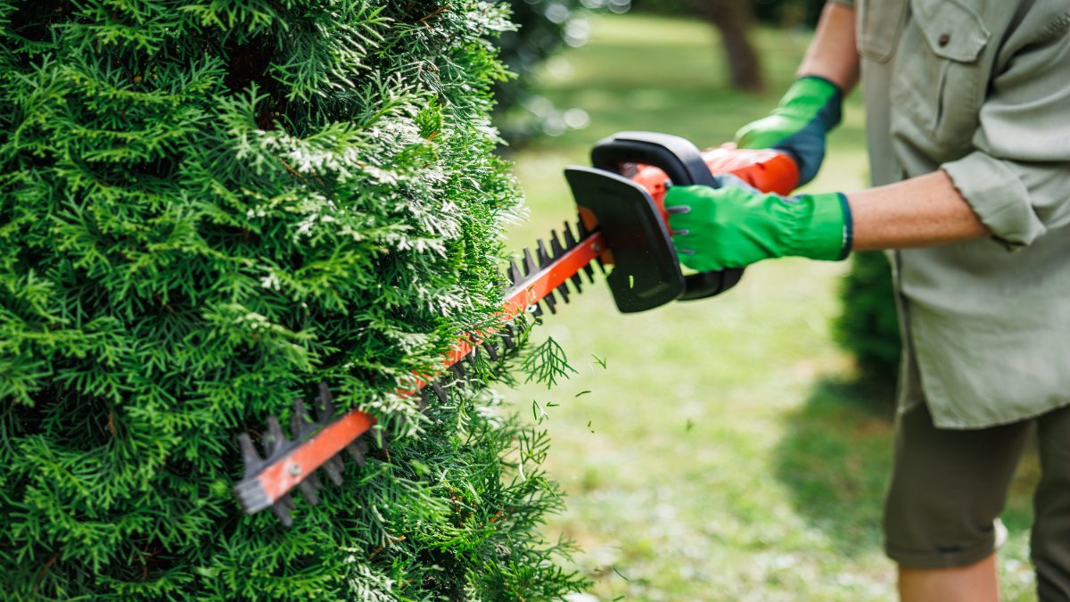 Ein Mann schneidet eine Hecke mit einer Akku-Heckenschere.