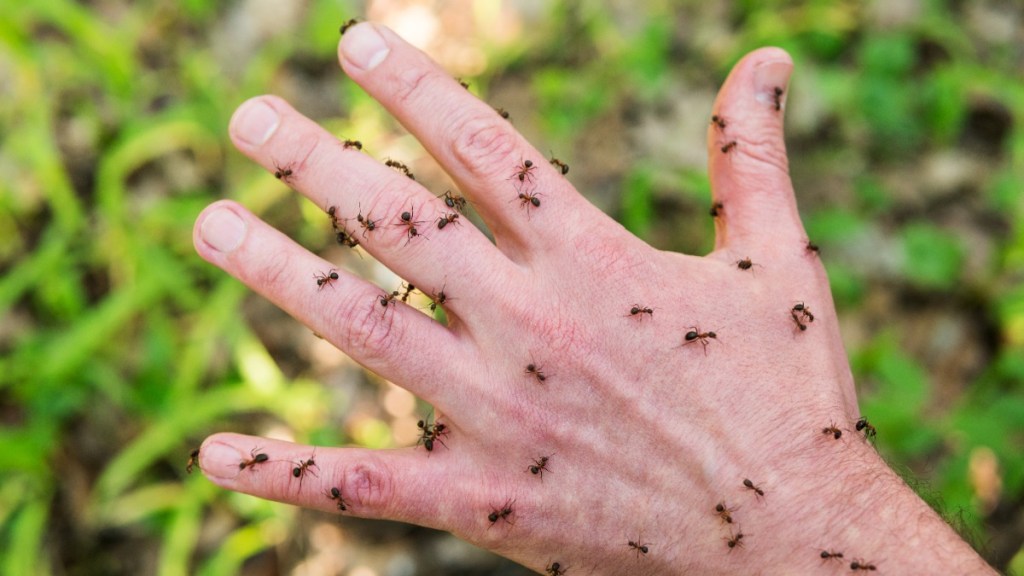 viele Ameisen krabbeln über eine Hand