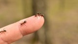 Ameisen krabbeln auf einem Finger