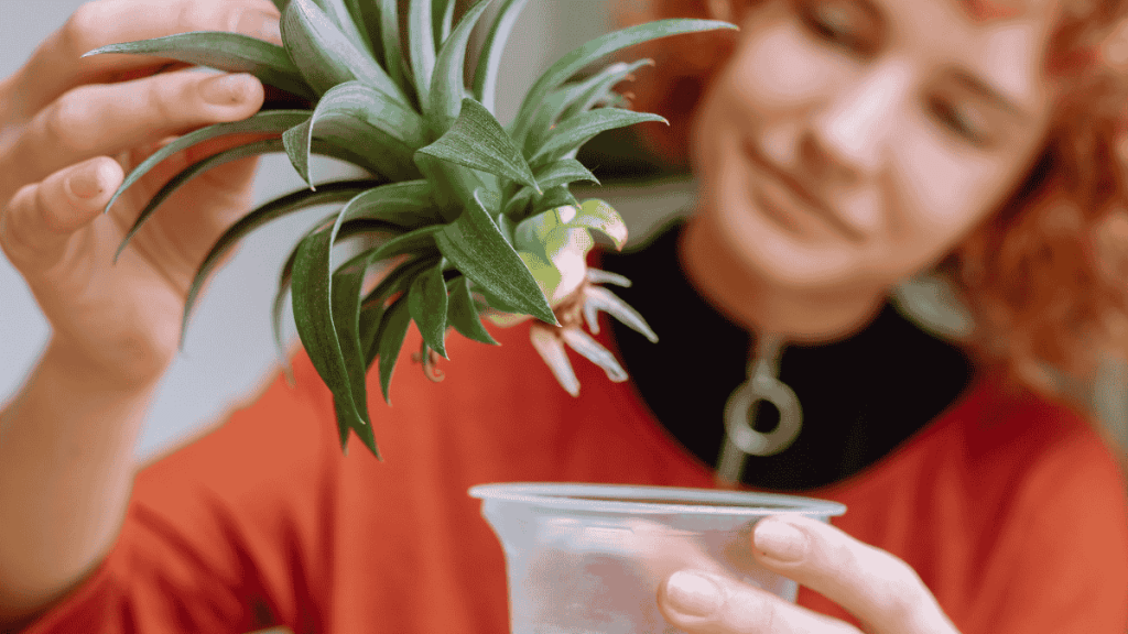 ananas selber pflanzen, Ananaspflanze mit kleinen Wurzeln