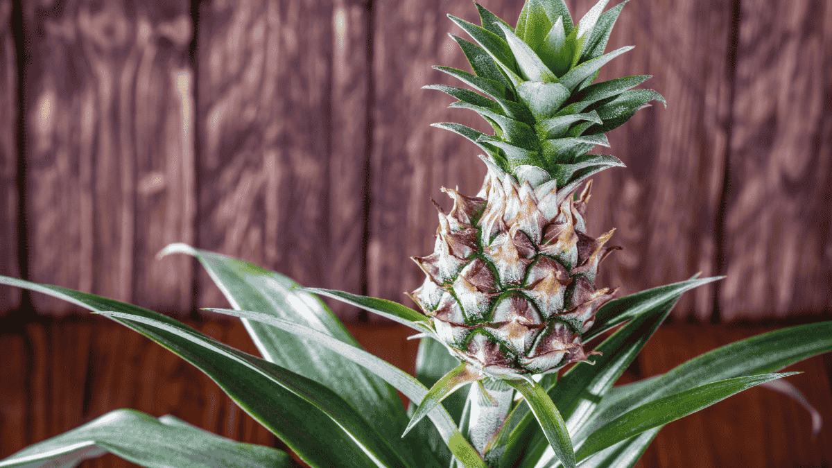 ananas selber pflanzen, Ananaspflanze im Topf