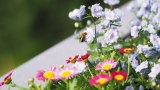 Eine Biene saugt an einer Balkonblume.