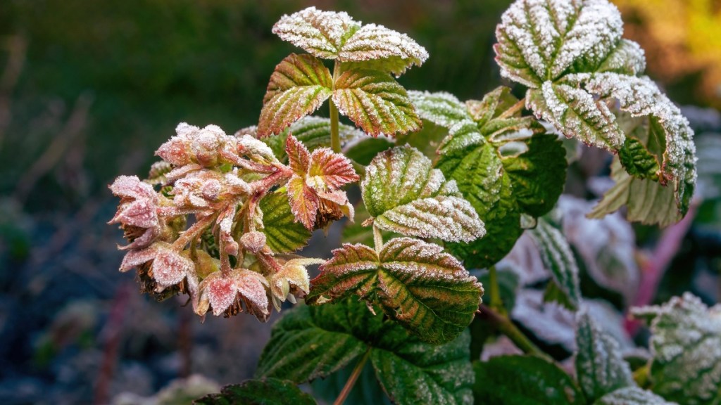 „Allerheiligenreif macht den Winter stark und steif.“