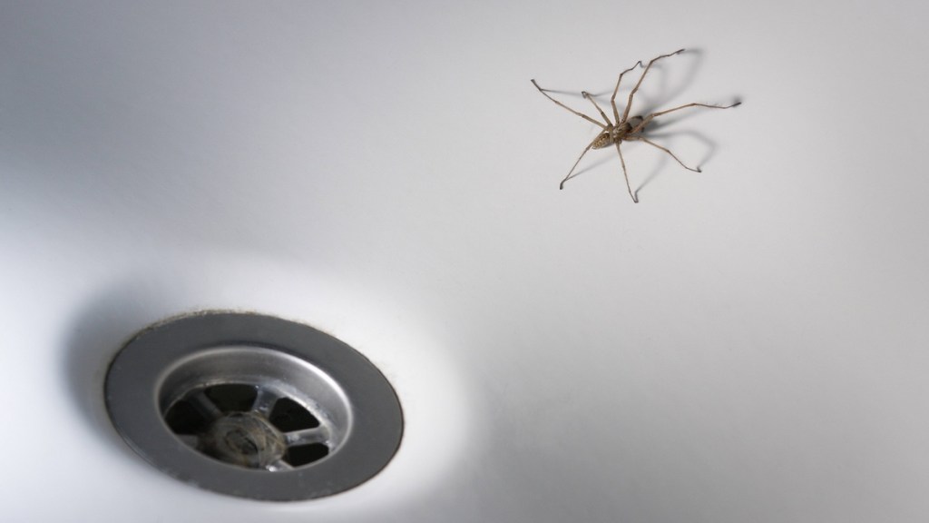 „Ziehen die Spinnen ins Gemach, kommt gleich der Winter nach.“