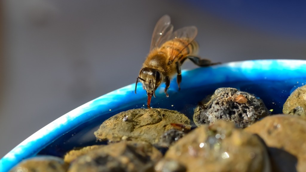 eine Biene trinkt Wasser in einer Bienentränke