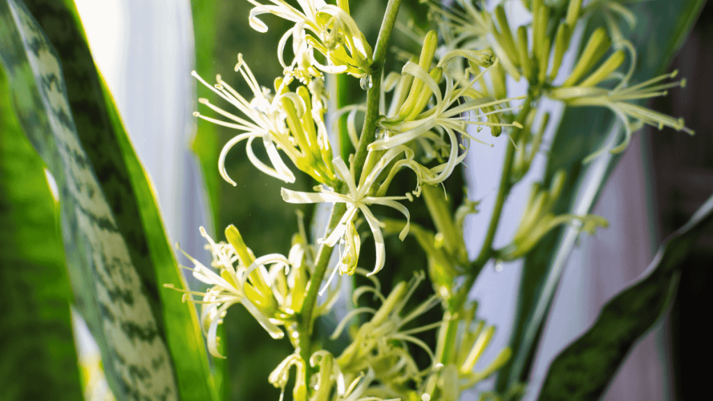 Bogenhanf-Blüte, Nahaufnahme