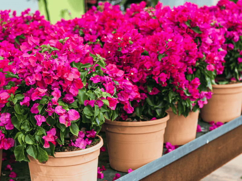 Bougainvillea Pflege, pinke Pflanzen in Tontöpfen