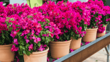Bougainvillea Pflege, pinke Pflanzen in Tontöpfen