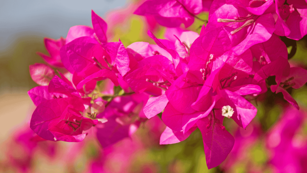 Bougainvillea Pflege, pinke Blüten