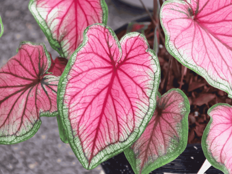 Caladium mit rosa und pinker Blattfärbung