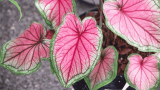 Caladium mit rosa und pinker Blattfärbung