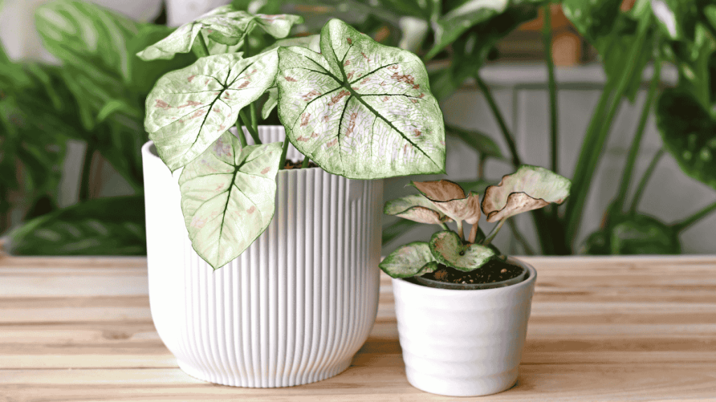 Caladium mit weiß-grüner Blattfärbung