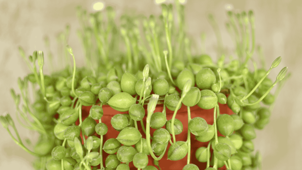 erbsenpflanze, string of pearls