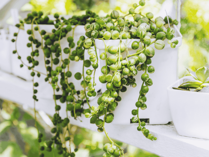 erbsenpflanze, string of pearls