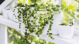 erbsenpflanze, string of pearls
