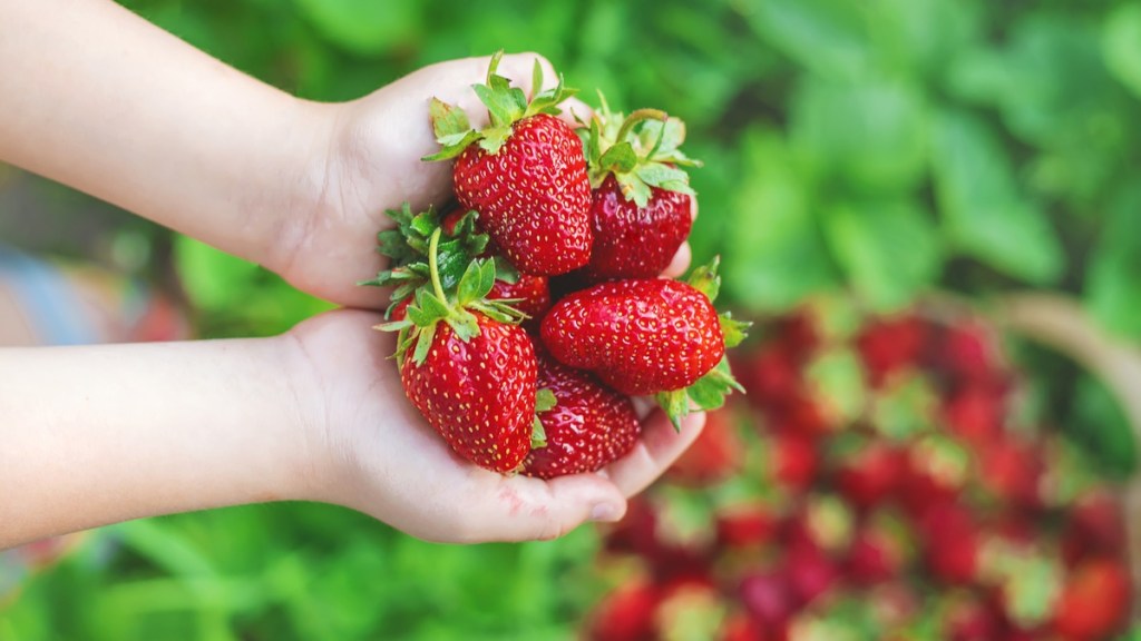Erdbeeren