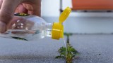 Unkraut mit Essig entfernen? Das ist in Deutschland verboten und führt zu einem Bußgeld.