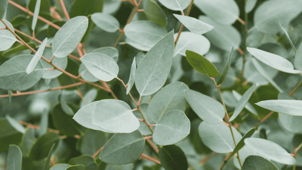 Eukalyptus Zimmerpflanze, Nahaufnahme von Eukalyptus-Blättern