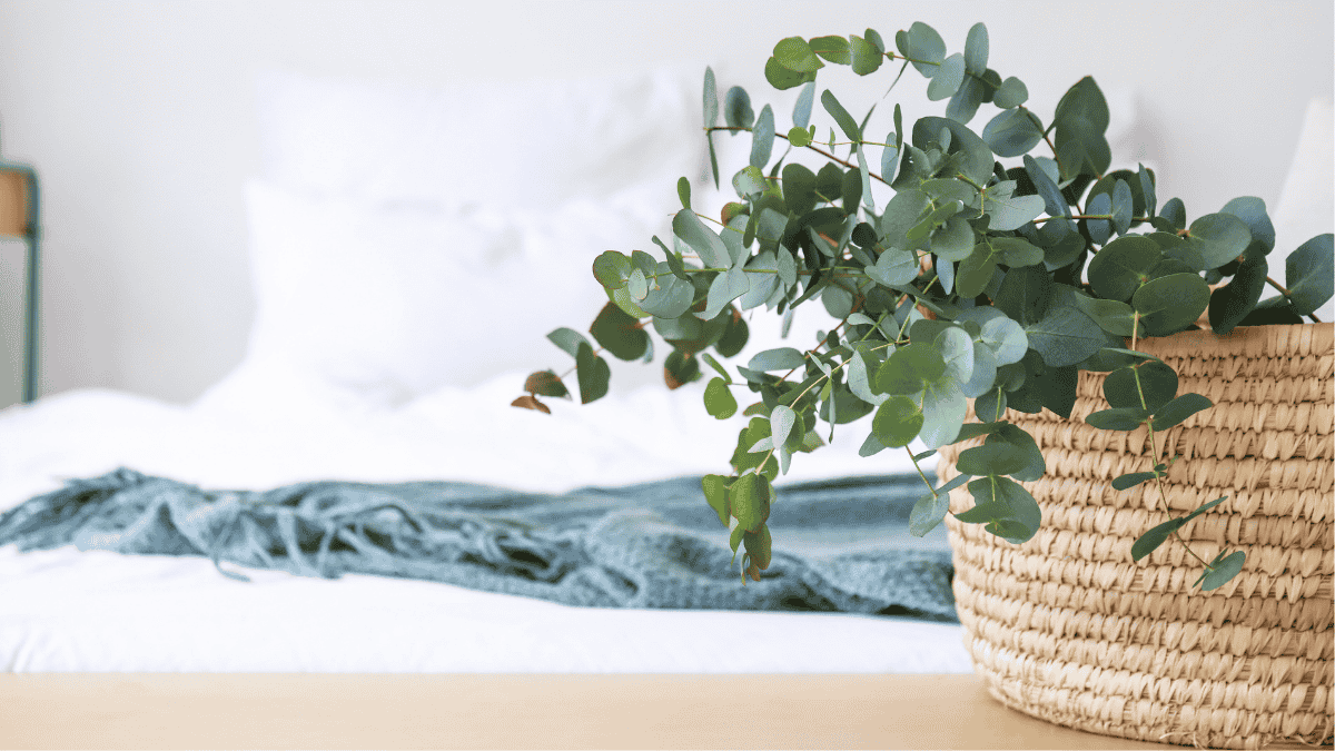 Eukalyptus Zimmerpflanze im Bastkorb im Schlafzimmer
