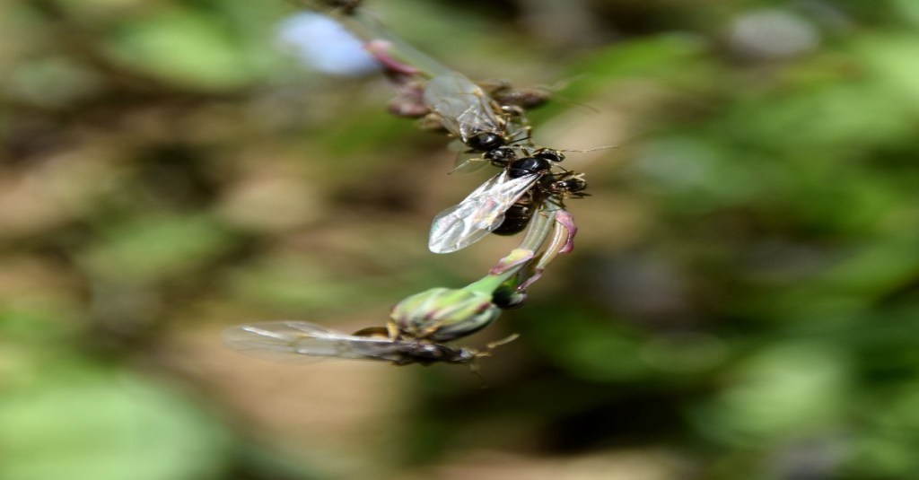 Fliegende Ameisen in Nahaufnahme.