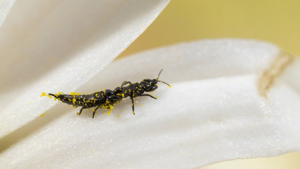 Gewittertierchen mit gelbem Blütenstaub auf dem Blatt einer Blume.