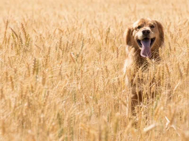 ein Golden Retriever im Getreidefeld