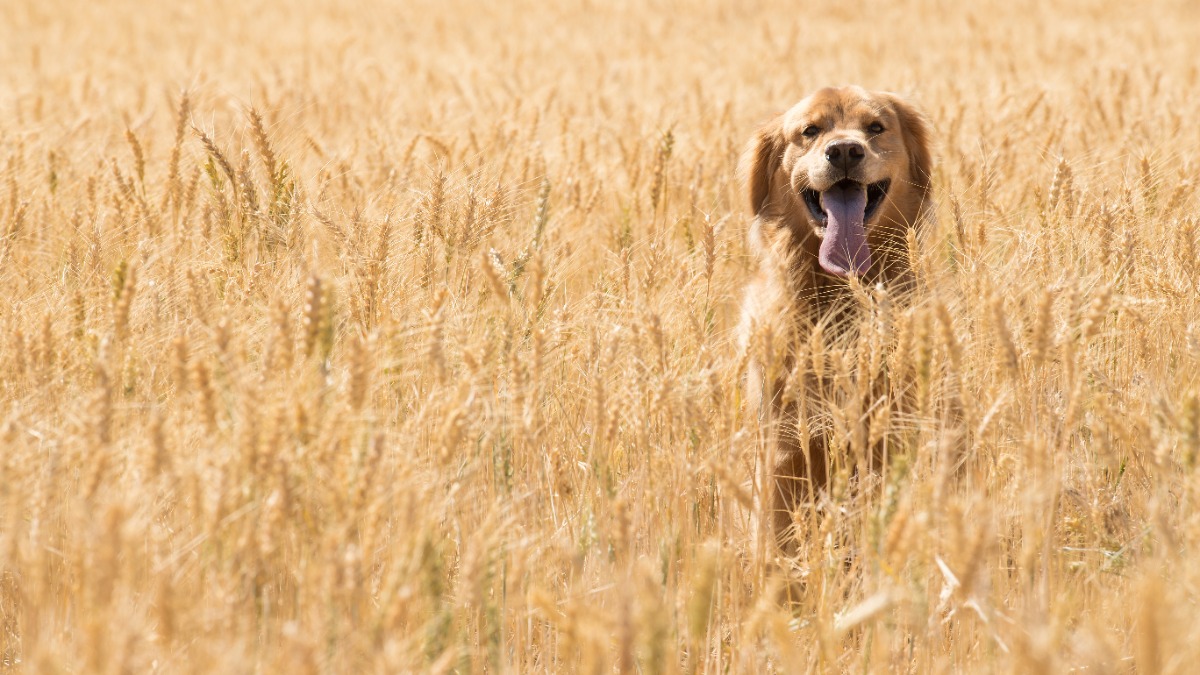 ein Golden Retriever im Getreidefeld
