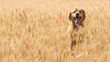 ein Golden Retriever im Getreidefeld