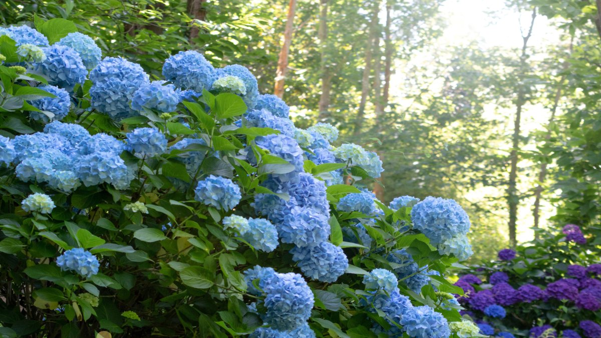 Blaue Hortensien in einem Garten.