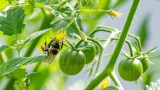 eine Hummel sitzt auf einer Tomatenpflanze