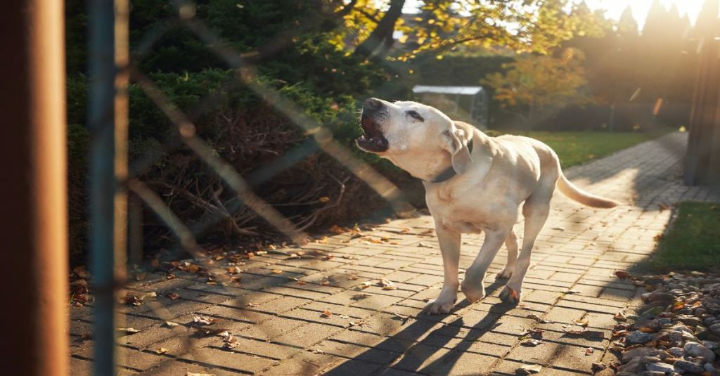 Ein Hund, der am Zaun bellt.