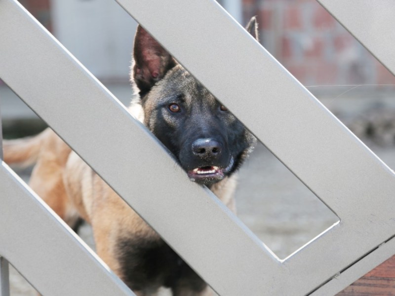 Ein Hund am Zaun.