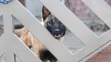 Ein Hund am Zaun.