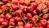 Frisch geerntete Kirschen