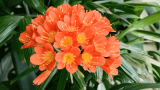 Klivie, Riemenblatt, große Pflanze mit orangen Blüten, großer Blütenstand, Blüten geöffnet