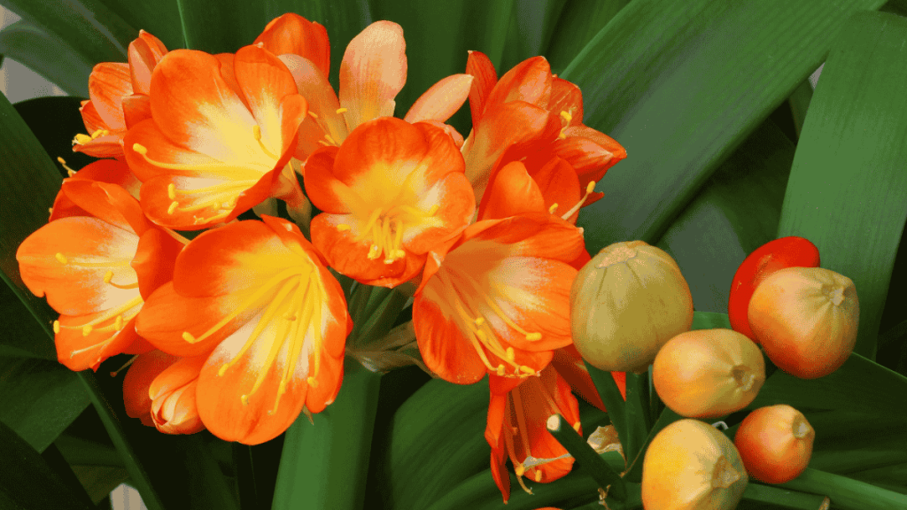 Klivie, Riemenblatt, große Pflanze mit orangen Blüten, großer Blütenstand, Blüten geöffnet