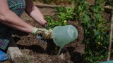 eine Frau wässert Tomatenpflanzen