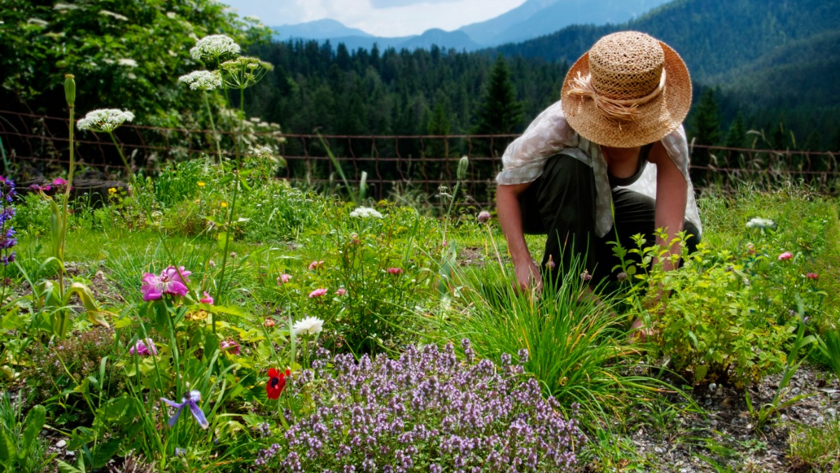 Eine Frau, die im Garten Kräuter pflanzt.