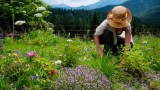 Eine Frau, die im Garten Kräuter pflanzt.