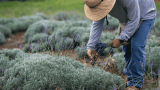 Lavendel verholzt, Mann schneidet ihn zurück